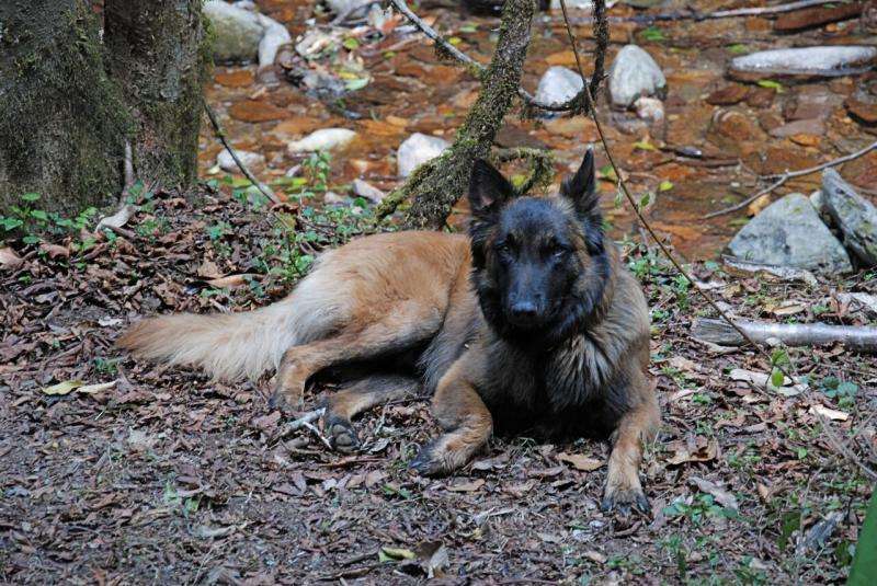 Detection dogs sniff out the droppings of endangered primates