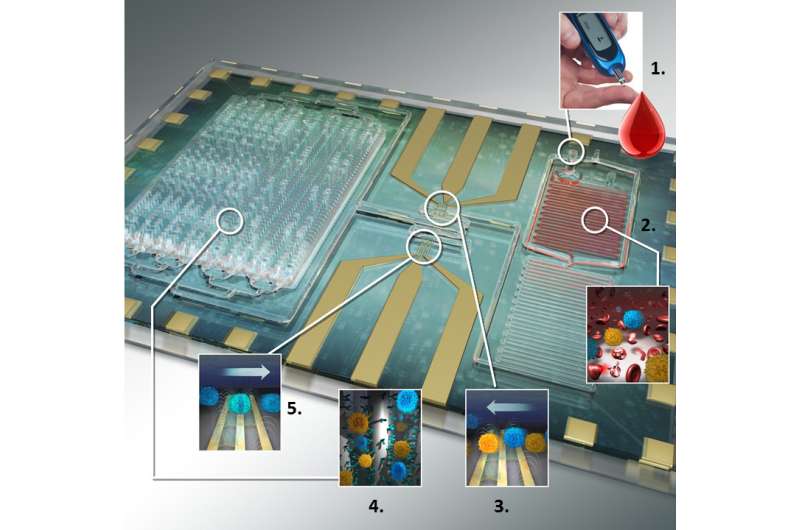 Differential immuno-capture biochip offers specific leukocyte counting for HIV diagnosis