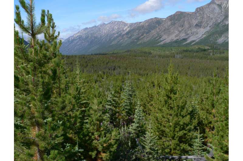 Different Tree Species Use the Same Genes to Adapt to Climate Change, Researchers Find