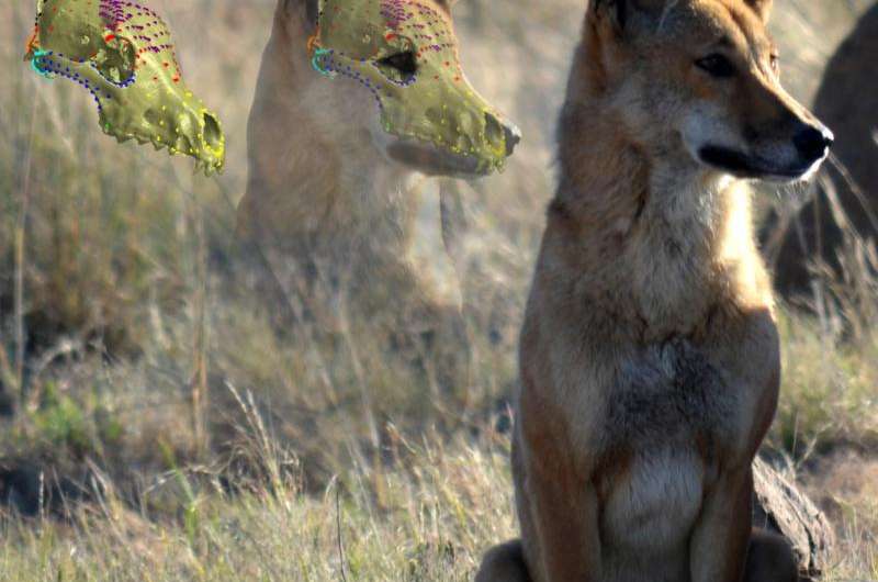 Dingo skull resistant to change from cross breeding with dogs, research shows