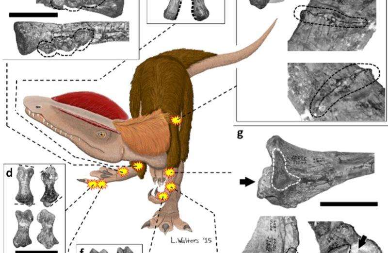 Dinosaur had record number of bone problems and lots of pain