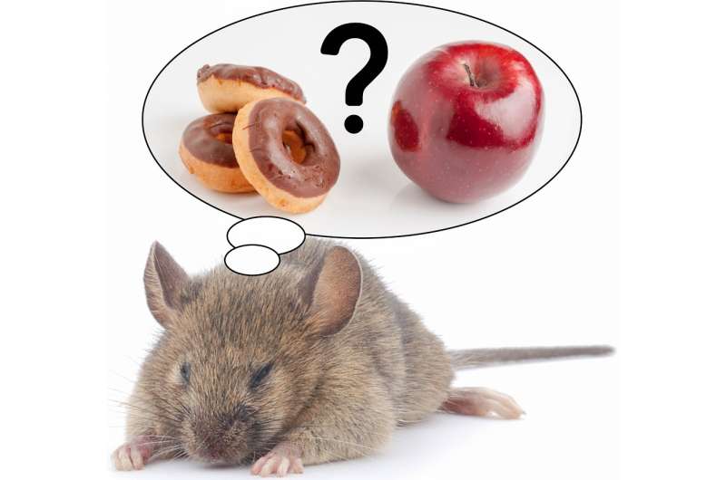 Direct link between REM sleep loss and the desire for sugary and fatty foods discovered