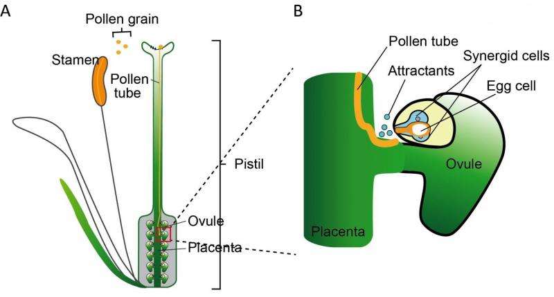 Discovery and synthesis of AMOR sugar chains that guide pollen tube growth