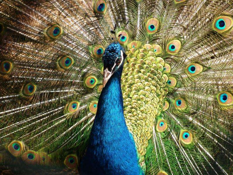 Bird Feathers Inspire Researchers to Produce Vibrant New Colors