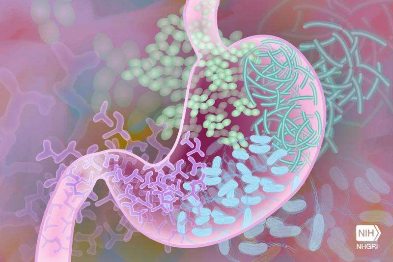 Disrupting daily routine of gut microbes can be bad news for whole body