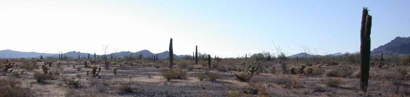 Distant volcanic eruptions foster saguaro cacti baby booms