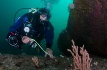 Divers and researchers help protect UK reef habitats
