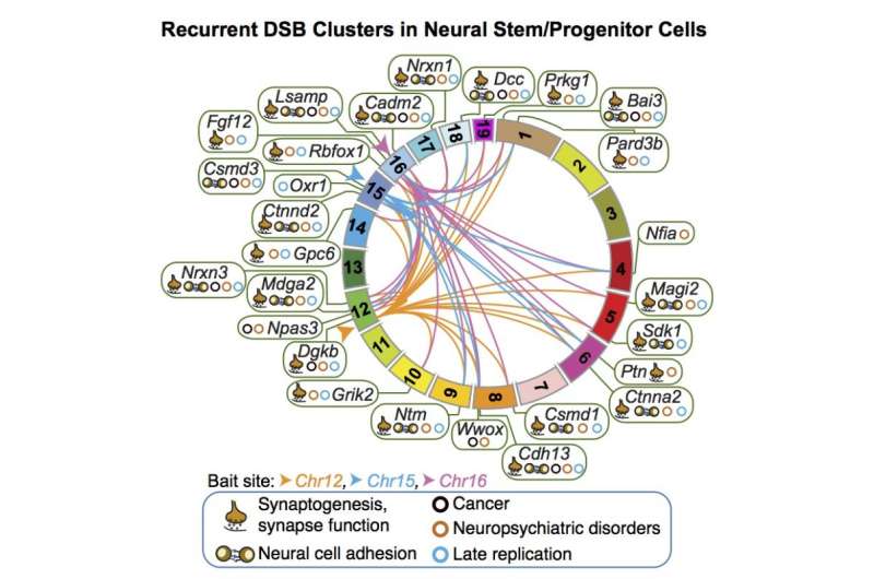 DNA breaks in nerve cells' ancestors cluster in specific genes