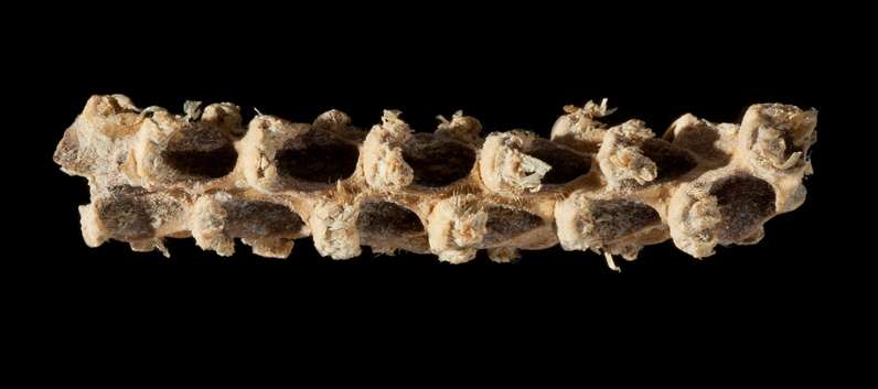 DNA evidence from 5,310-year-old corn cob fills gaps in history