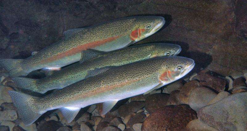 DNA evidence shows that salmon hatcheries cause substantial, rapid genetic changes