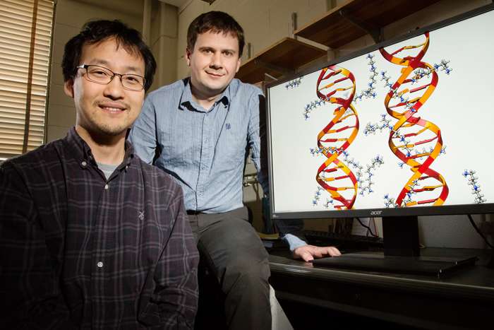 DNA molecules directly interact with each other based on sequence, study finds