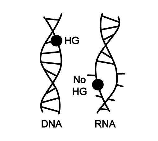 DNA's dynamic nature makes it well-suited to serve as the blueprint of life