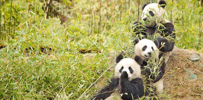 Does eating bamboo make it harder for pandas to reproduce?