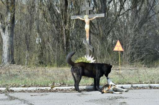 Dogs are pictured near a radioactive sign near a crucifix in the ghost city of Prypyat near Chernobyl Nuclear Power Plant on Apr