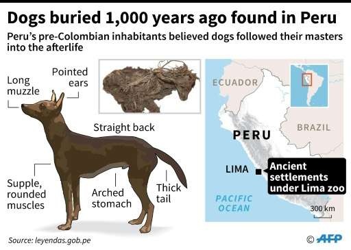 Dogs buried 1,000 years ago found in Peru