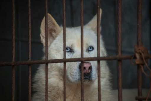 Dogs sit in a cage as they are rescued from a dog meat farm by the US-based Humane Society International in Wonju