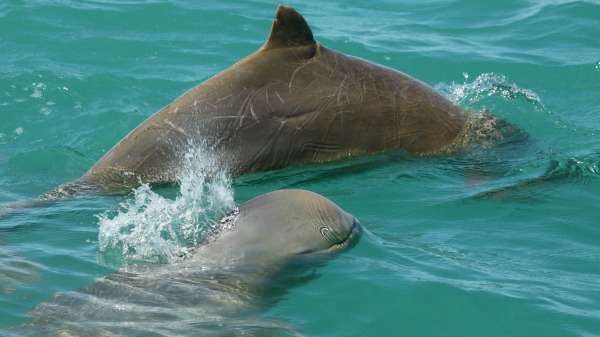 Dolphin count reveals homebody habits