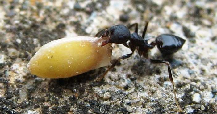 Dominant ant species significantly influence ecosystems