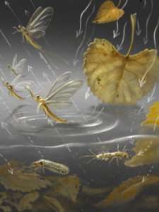 Do the leaves that fall into a stream affect the insects that fly out?