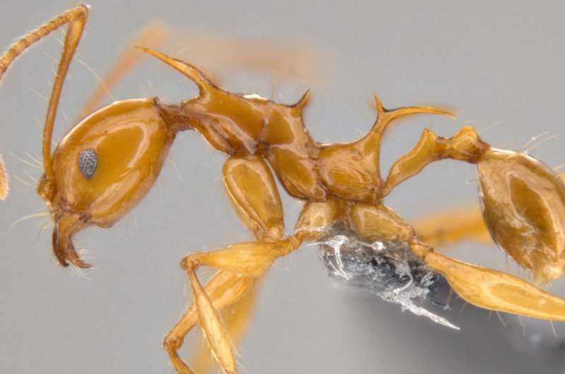 Dragon ants are coming: New 'Game of Thrones' species identified