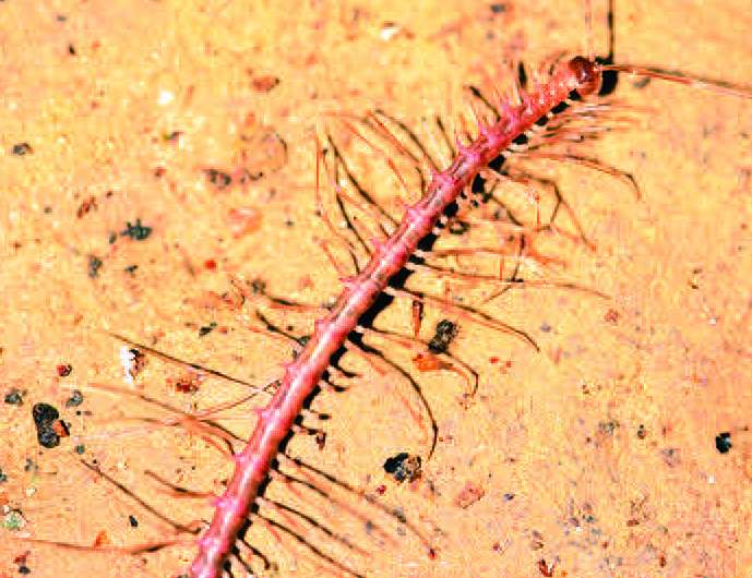 Dragons out of the dark: 6 new species of dragon millipedes discovered in Chinese caves