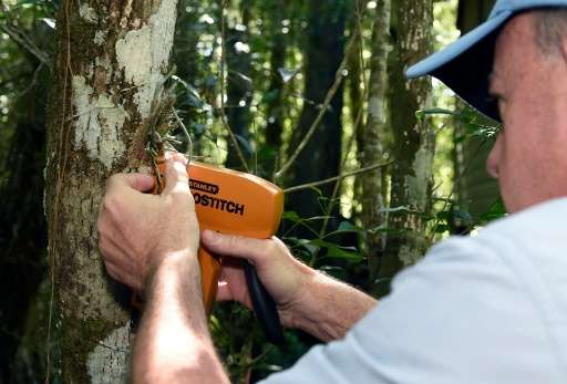 Dr Michael Kane, Environmental Horticulturist at the University of Florida, attaches an endangered ghost orchid to a host tree a