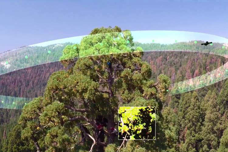 Drones help monitor health of giant sequoias