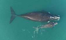 Drone success in expedition measuring Southern right whales