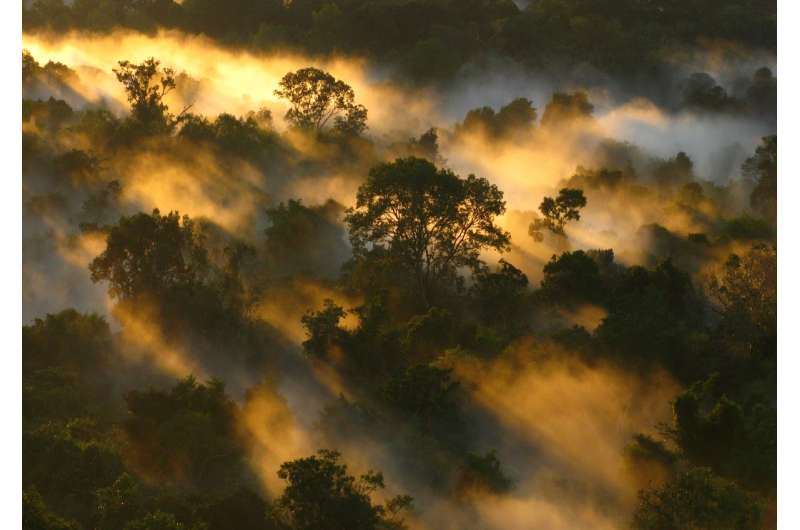 Drought stalls tree growth and shuts down Amazon carbon sink, researchers find