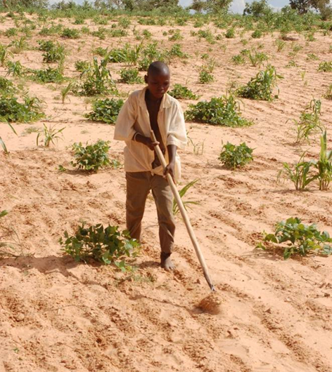Drought-tolerant species thrive despite returning rains in the Sahel