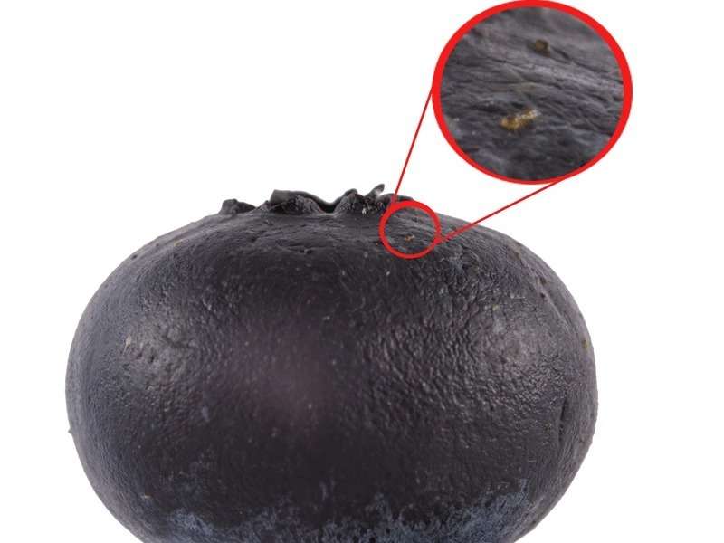 Dung excreted on fruits by vinegar flies contains sex pheromones and invites conspecifics to join the meal