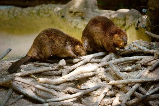 During a beaver cull in Argentina, experts will catch the beavers in traps and then bash them on the head to kill them quickly