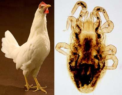 Dust baths and longer beaks can make cage-free chickens into mite-free chickens