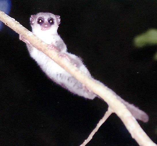 Dwarf lemur found able to sleep during hibernation