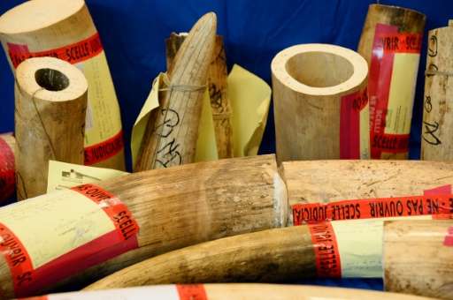 Earlier this year French customs seized over 350kg of ivory tusks in less than a week, an 'exceptional' seizure and the most imp