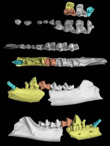 Earliest-known treeshrew fossil found in Yunnan, China