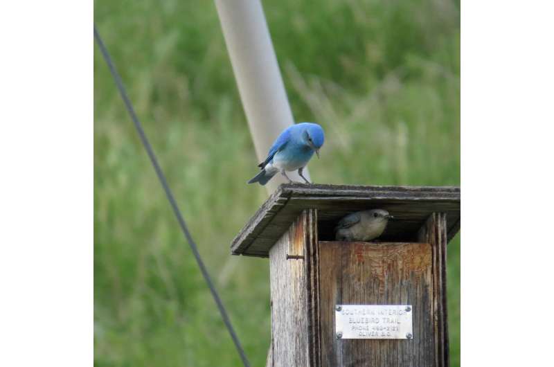 Early arrival gives bluebirds an edge in keeping nest sites