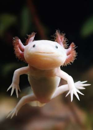 Early development reveals axolotl mysteries
