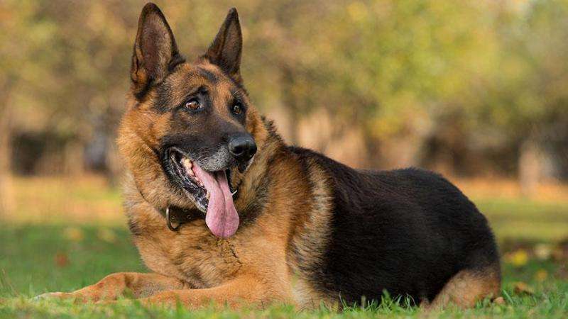 Early neutering poses health risks for german shepherd dogs, study finds