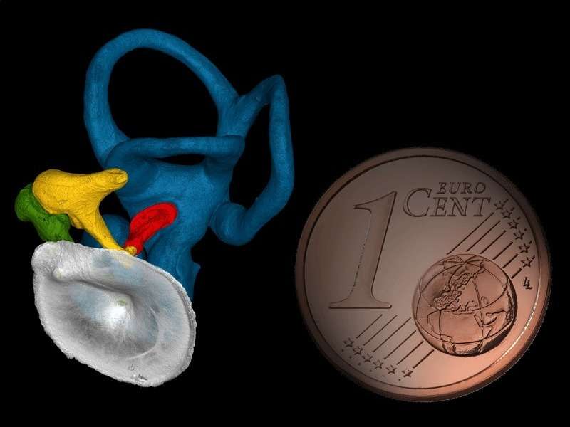 Ear ossicles of modern humans and Neandertals—different shape, similar function