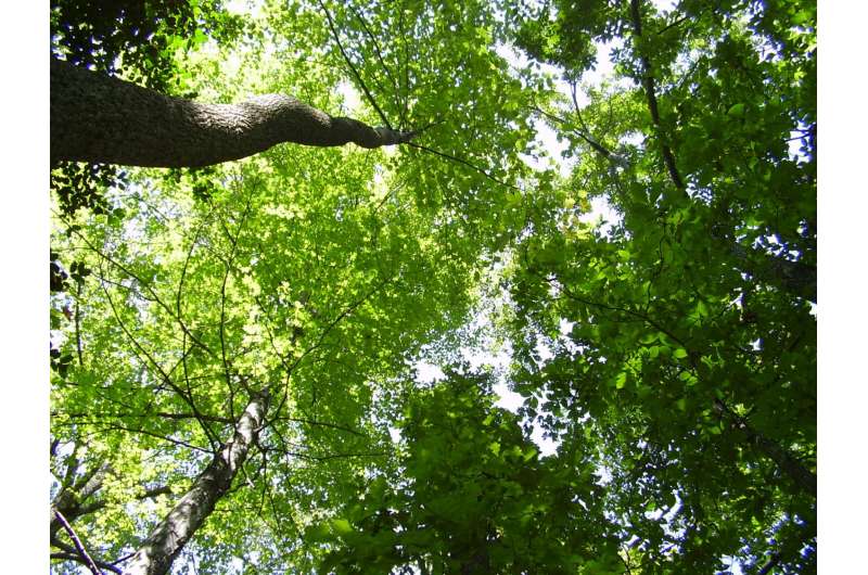 Eastern forests use up nitrogen in soil during earlier, greener springs