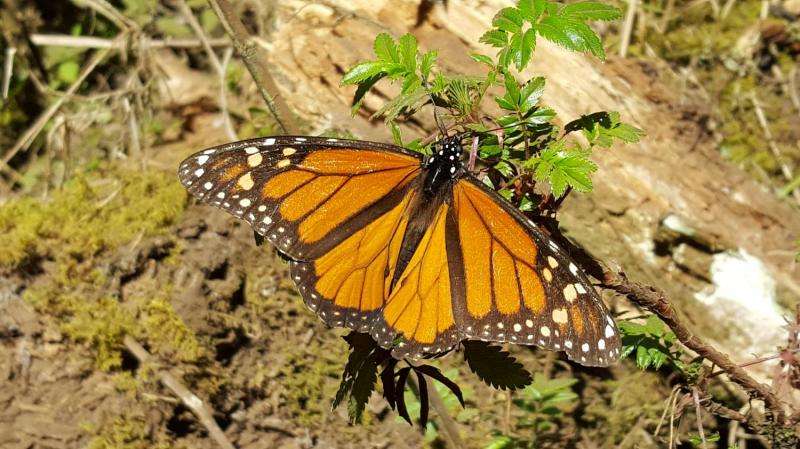 Eastern Monarch butterflies at risk of extinction unless numbers increase