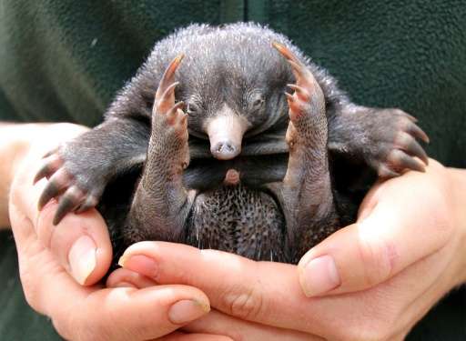 Echidnas, or spiny anteaters, are notoriously difficult to breed in human care