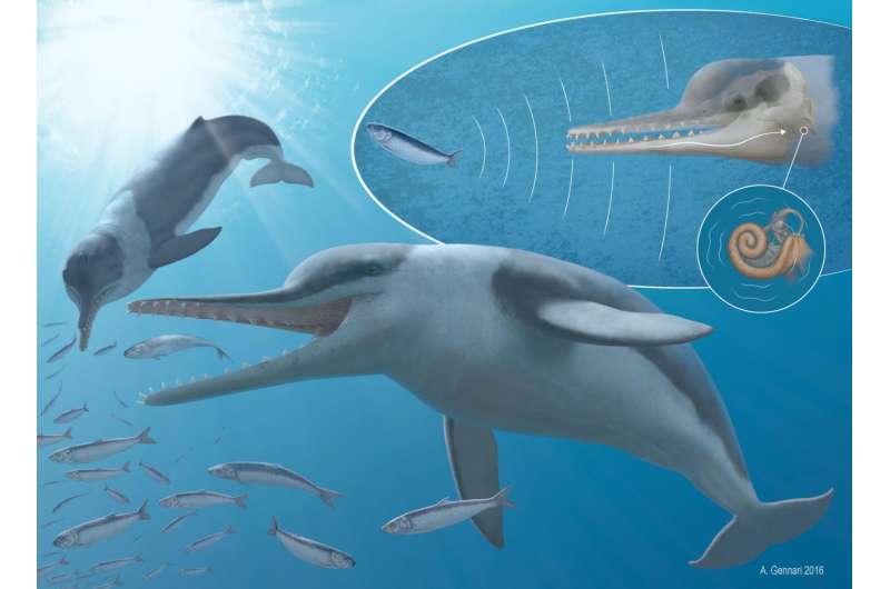 Echo hunter: Researchers name new fossil whale with high frequency hearing