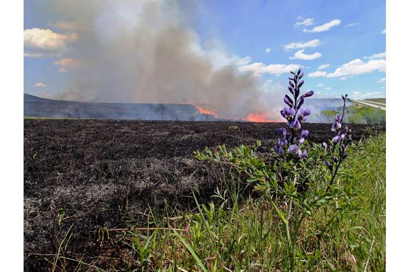 Ecologists advise an increase in prescribed grassland burning to maintain ecosystem