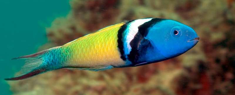 Eddies enhance survival of coral reef fish in sub-tropical waters