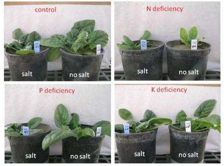 Effects of salinity and nutrient deficiency determined for spinach
