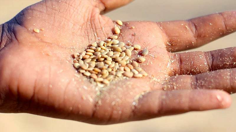 Efficient cropping project furthers global food security