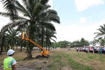 Electric E-Cutter can reach oil palm trees as high as 30 feet