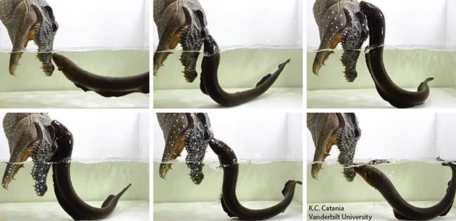 Electric eels make leaping attacks